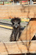© dyageleva - Ostrich in a cage