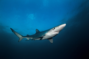 Wall Mural - blue shark, prionace glauca, atlantic ocean