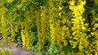 Hanging Yellow fowers in summer
