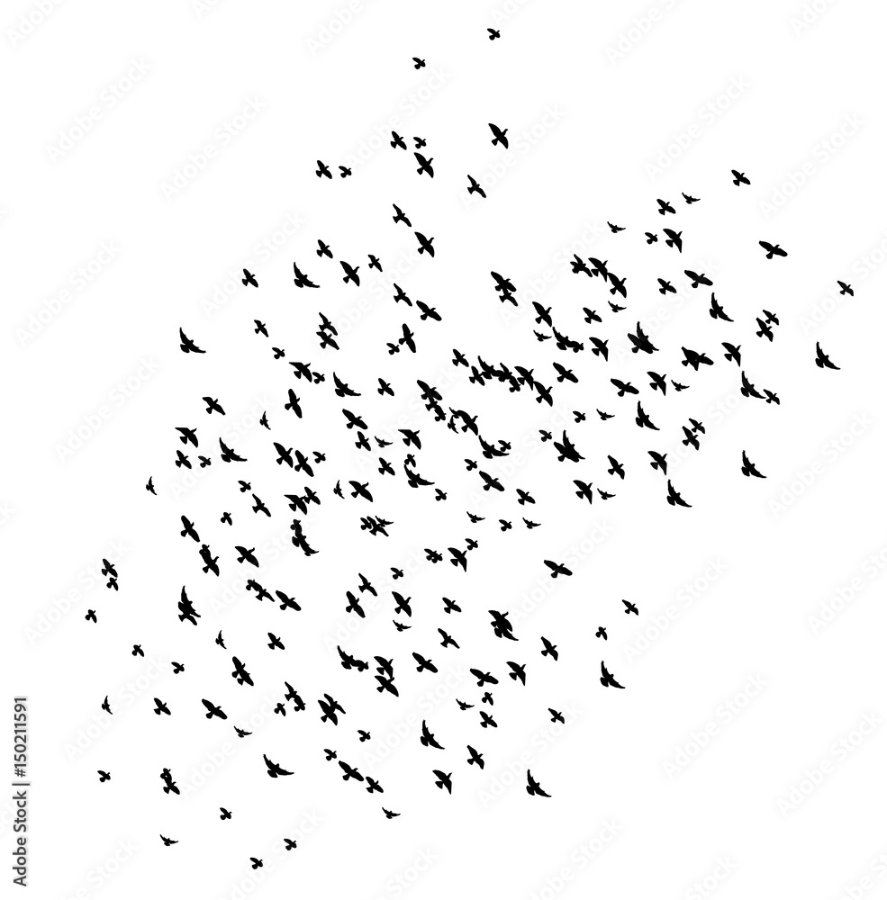 silhouette of flying birds, flight - obrazy, fototapety, plakaty 