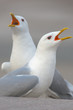 Closeup of two seagulls singing during springtime in city