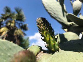 Cactus spring