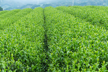 Wall Mural - Tea farm