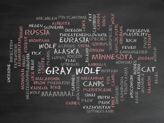 Wall Mural - Gray wolf