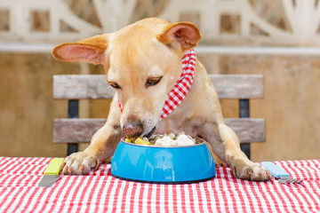 Wall Mural - dog eating a the table with food bowl