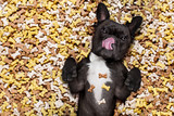 Fototapeta Psy - hungry dog in big  food mound