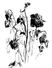 A Drawing Of Dried Roses