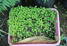 Young Small Vegetable Growing, Kale Sprout In Basket Or Tray.