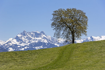 Wall Mural - A tree is standing on the meadow in the Swiss Alps