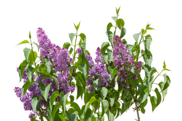 Lilac bush with a purple flowers on a light background