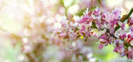 Wall Mural - Sakura branch,