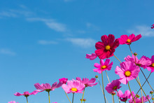 Beautiful Pink Flowers And Blue Sky