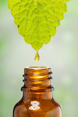 alternative medicine, droplet of oil essence is falling down from a leaf into a medical bottle