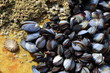 Moules, patelle et balanes accrochées à un rocher sur la côte bretonne