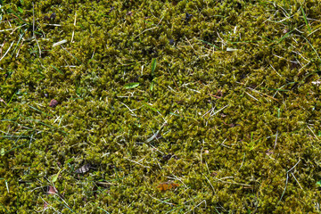 Green moss cover the ground in the day