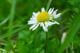 stokrotka  Daisy