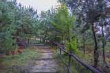 schody w jesiennym lesie