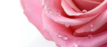 Drops On Petal Pink Rose Close Up