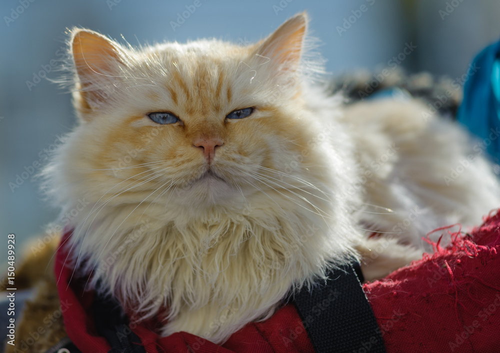 Heilige Birma Katze Foto Poster Wandbilder Bei Europosters