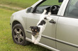 Hund spring auf Auto heraus - Jack Russell Terrier