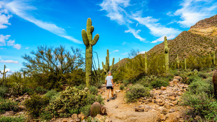 woman on a hike on the hiking trail surrounded by saguaro and other cacti to the wind cave in usery 
