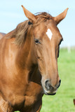 Fototapeta Konie - Horse portrait
