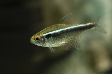 Poster - Aquarium fish Black Neon Tetra.