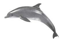 Realistic 3d Render Of Bottlenose Dolphin