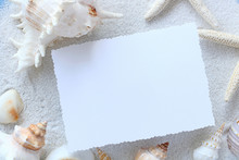 Blank Card With Sea Shells And Foliage Plant 
夏イメージ　カード