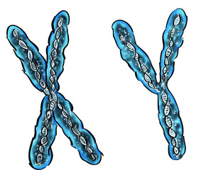 chromosomes illustrés sur fond blanc