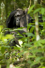 Africa, Uganda, Kibale National Park, Ngogo Chimpanzee Project. With Her Infant Nearby A Mother Chimpanzee Relaxes As She Is Groomed.