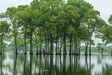USA, Louisiana, Miller's Lake. Tupelo Trees Reflect In Lake. Credit As: Cathy & Gordon Illg / Jaynes Gallery / DanitaDelimont.com