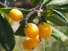 Loquat Fruits (Eriobotrya Japonica) On Tree. This Ancient Fruit Rich In Vitamins, Minerals And Anti-oxidants