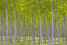 USA, Oregon, Boardman. Pattern Of Hybrid Poplar Trees. Credit As: Don Paulson / Jaynes Gallery / DanitaDelimont.com