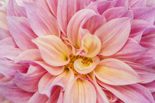 USA, Oregon, Portland. Pink Dahlia Close-up. Credit As: Kathleen Clemons / Jaynes Gallery / DanitaDelimont.com