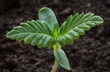 A young shoot of a marijuana plant with the first leaves on the background of the soil. A sprouting plant of a hemp. Selective focus.