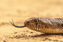 USA, Texas, Hidalgo County. Bull Snake Head With Flicking Tongue. Credit As: Cathy & Gordon Illg / Jaynes Gallery / DanitaDelimont.com