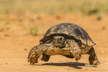 Texas Tortoise Running On Dirt Field