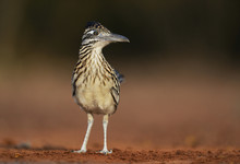 Greater Roadrunner (Geococcyx Californianus), Adult Drinking, Rio Grande Valley, South Texas USA