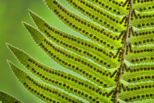 USA, Washington State, Seabeck. Underside Close-up Of Sword Fern Frond. Credit As: Don Paulson / Jaynes Gallery / DanitaDelimont.com