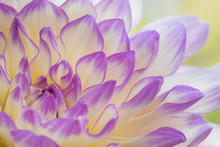 USA, Washington State, Seabeck. Dahlia Flower Close-up. Credit As: Don Paulson / Jaynes Gallery / DanitaDelimont.com (Large Format Sizes Available)