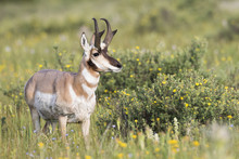 USA, Montana, Red Rock Lakes National Wildlife Refuge, Pronghorn Antelope Buck Standing In A Wildflower Meadow Consisting Of Blue Flax And Cinquefoil.