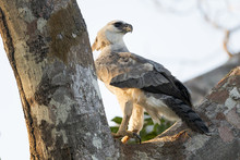 South America, Brazil, Amazon, Near Manaus. Although This Juvenile Has Fledged, It Returns To Its Nesting Tree And Walks Along The Trunk To Its Old Nest.