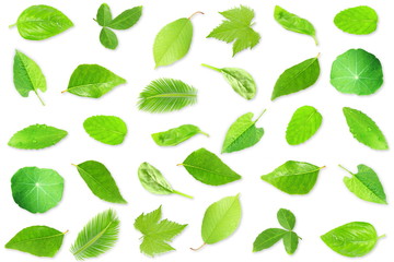 Wall Mural - tree leaves in white background