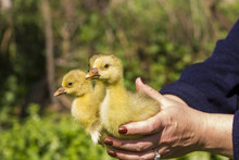 Photo Of A  Baby Goose.