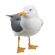 Seagull Looking At Camera, Isolated
