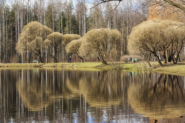 Reflection of trees in the spring city park