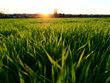 The sun is setting over a field with long green grass