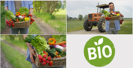 Collage of 4 photos Bio products, a basket of vegetables in the hands of a farmer, in the background of nature The concept of biological, bio-products, bio-ecology, grown independently, vegetarians.