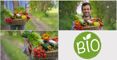 Collage of 4 photos Bio products, a basket of vegetables in the hands of a farmer, in the background of nature The concept of biological, bio-products, bio-ecology, grown independently, vegetarians.